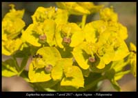 Euphorbia-myrsinites2
